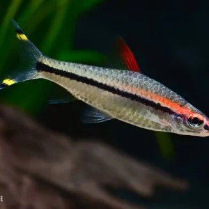 Bestseller Rotstrichbarbe, Rotstrichalgenfresser (Sahyadria/Puntius denisonii)